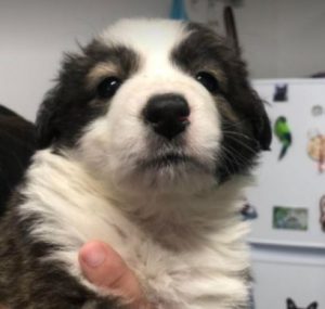 Bella a brown and white romanian rescue dog | 1 dog at a time rescue uk