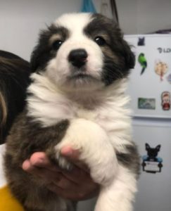 Bella a brown and white romanian rescue dog | 1 dog at a time rescue uk