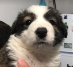 Bella a brown and white romanian rescue dog | 1 dog at a time rescue uk