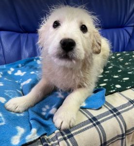 Bobo a cream coloured Romanian rescue dog | 1 Dog at a Time Rescue UK