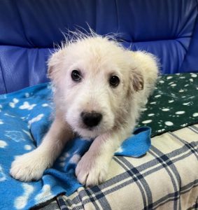 Bobo a cream coloured Romanian rescue dog | 1 Dog at a Time Rescue UK