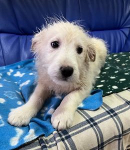 Bobo a cream coloured Romanian rescue dog | 1 Dog at a Time Rescue UK