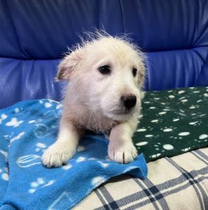 Bobo a cream coloured Romanian rescue dog | 1 Dog at a Time Rescue UK