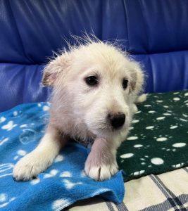 Bobo a cream coloured Romanian rescue dog | 1 Dog at a Time Rescue UK