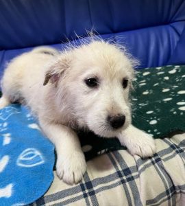 Bobo a cream coloured Romanian rescue dog | 1 Dog at a Time Rescue UK