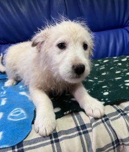 Bobo a cream coloured Romanian rescue dog | 1 Dog at a Time Rescue UK