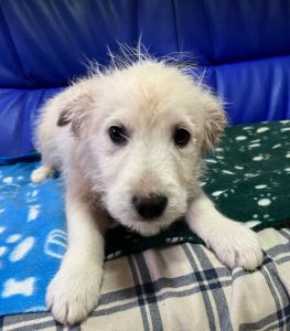 Bobo a cream coloured Romanian rescue dog | 1 Dog at a Time Rescue UK