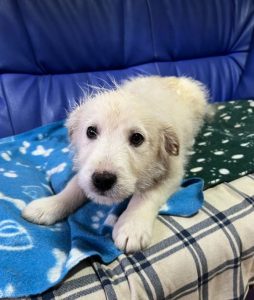 Bobo a cream coloured Romanian rescue dog | 1 Dog at a Time Rescue UK