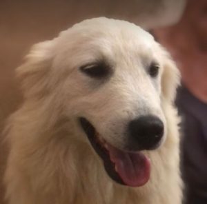 Bobo a cream coloured Romanian rescue dog | 1 Dog at a Time Rescue UK