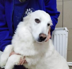 Bobo a cream coloured Romanian rescue dog | 1 Dog at a Time Rescue UK