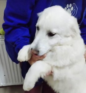 Bobo a cream coloured Romanian rescue dog | 1 Dog at a Time Rescue UK