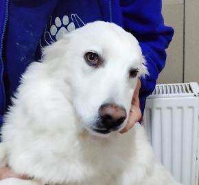 Bobo a cream coloured Romanian rescue dog | 1 Dog at a Time Rescue UK