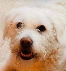 Bodhi a white romanian rescue dog | 1 dog at a time rescue uk