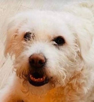 Bodhi a white romanian rescue dog 1_1 dog at a time rescue uk Bodhi a white romanian rescue dog | 1 dog at a time rescue uk