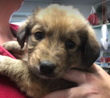 Bonnie a brown romanian rescue dog 1_1 dog at a time rescue uk Bonnie a brown romanian rescue dog | 1 dog at a time rescue uk