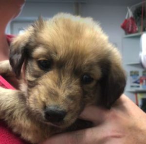 Bonnie a brown romanian rescue dog | 1 dog at a time rescue uk