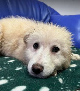 Bubbles a cream Romanian rescue dog | 1 Dog at a Time Rescue UK