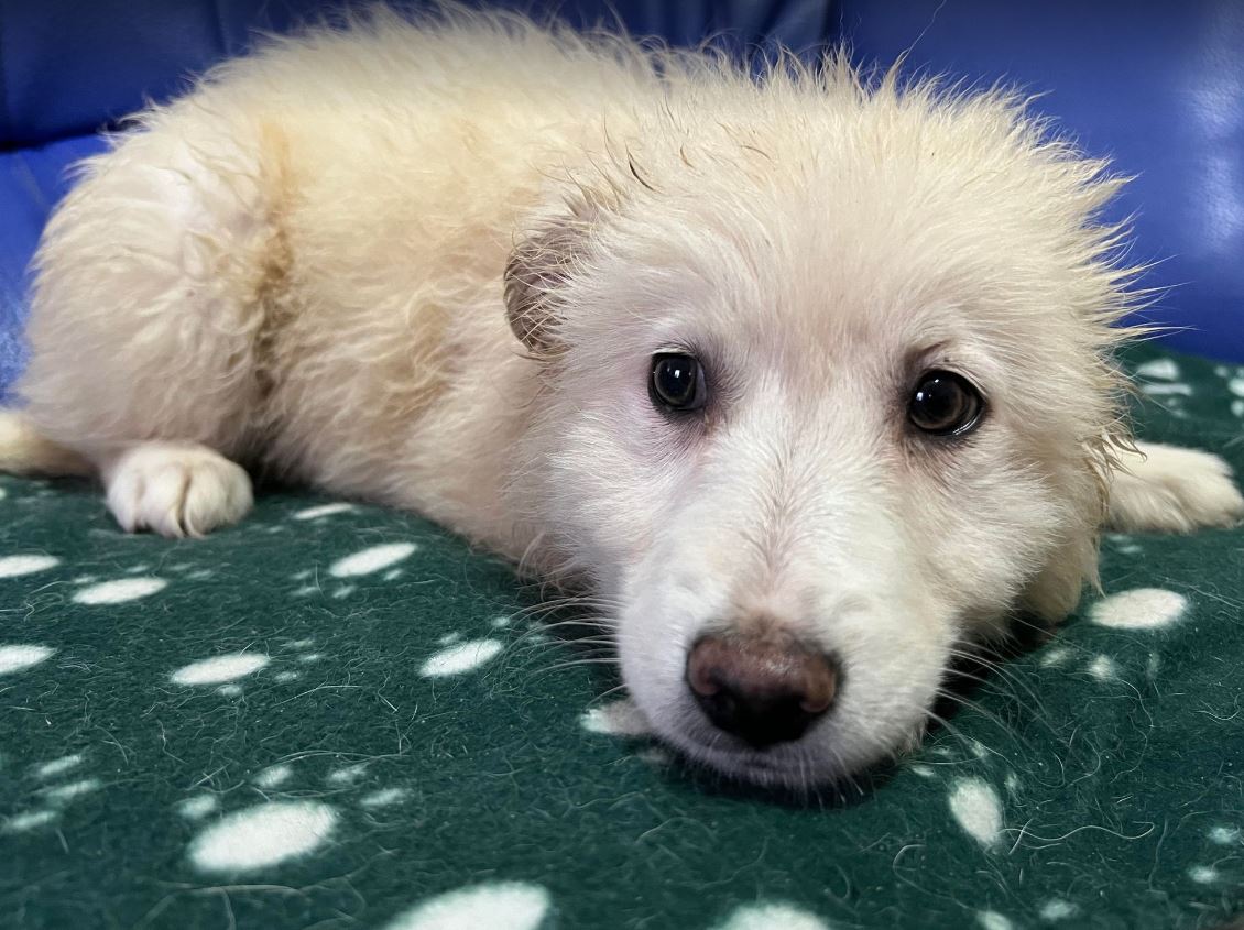 Bubbles a cream Romanian rescue dog a2 _ 1 Dog at a Time Rescue UK Bubbles a cream Romanian rescue dog | 1 Dog at a Time Rescue UK
