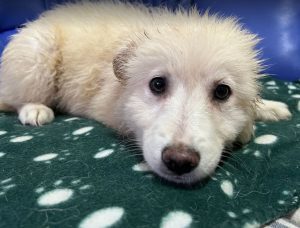 Bubbles a cream Romanian rescue dog | 1 Dog at a Time Rescue UK