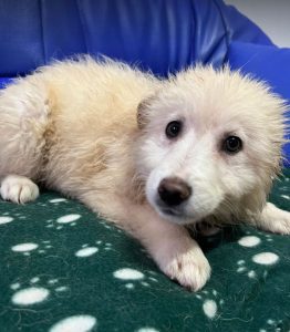 Bubbles a cream Romanian rescue dog | 1 Dog at a Time Rescue UK