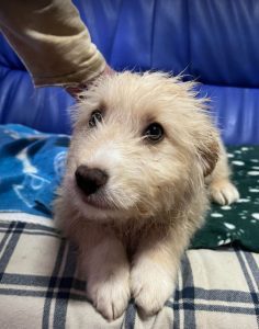 Buddy a cream coloured Romanian rescue dog | 1 Dog at a Time Rescue UK