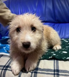 Buddy a cream coloured Romanian rescue dog | 1 Dog at a Time Rescue UK