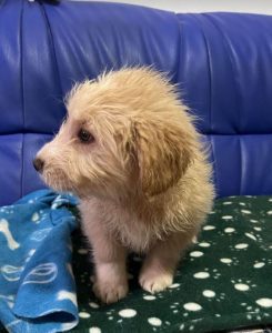 Buddy a cream coloured Romanian rescue dog | 1 Dog at a Time Rescue UK