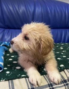 Buddy a cream coloured Romanian rescue dog | 1 Dog at a Time Rescue UK