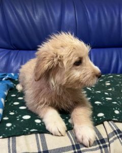 Buddy a cream coloured Romanian rescue dog | 1 Dog at a Time Rescue UK