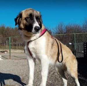 Carmella a faun and white Romanian rescue dog | 1 Dog at a Time Rescue UK