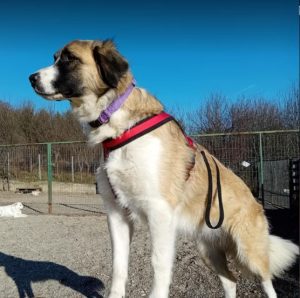 Carmella a faun and white Romanian rescue dog | 1 Dog at a Time Rescue UK