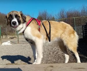 Carmella a faun and white Romanian rescue dog | 1 Dog at a Time Rescue UK