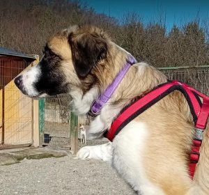 Carmella a faun and white Romanian rescue dog | 1 Dog at a Time Rescue UK