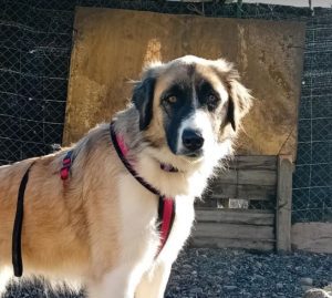 Carmella a faun and white Romanian rescue dog | 1 Dog at a Time Rescue UK