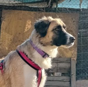 Carmella a faun and white Romanian rescue dog | 1 Dog at a Time Rescue UK