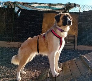 Carmella a faun and white Romanian rescue dog | 1 Dog at a Time Rescue UK