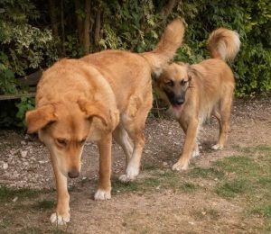 Charley a fawn coloured Romanian rescue dog | 1 Dog at a Time Rescue UK