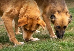 Charley a fawn coloured Romanian rescue dog | 1 Dog at a Time Rescue UK