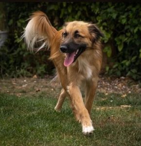 Charley a fawn coloured Romanian rescue dog | 1 Dog at a Time Rescue UK