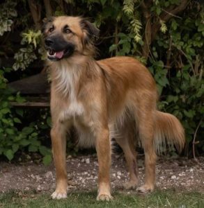 Charley a fawn coloured Romanian rescue dog | 1 Dog at a Time Rescue UK