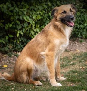 Charley a fawn coloured Romanian rescue dog | 1 Dog at a Time Rescue UK