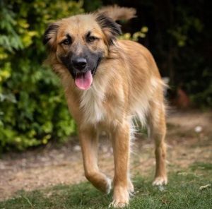 Charley a fawn coloured Romanian rescue dog | 1 Dog at a Time Rescue UK