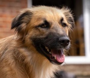 Charley a fawn coloured Romanian rescue dog | 1 Dog at a Time Rescue UK