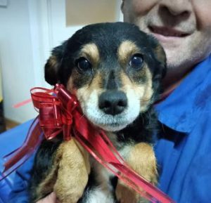 Chloe a black and tan romanian rescue dog | 1 dog at a time rescue uk