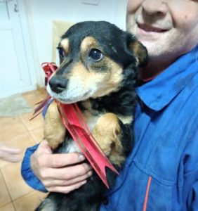 Chloe a black and tan romanian rescue dog | 1 dog at a time rescue uk