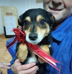 Chloe a black and tan romanian rescue dog | 1 dog at a time rescue uk