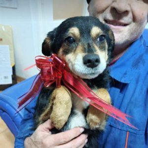 Chloe a black and tan romanian rescue dog | 1 dog at a time rescue uk