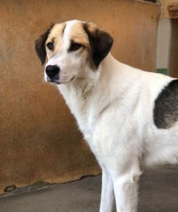 Christa a tan and white Romanian rescue dog | 1 Dog at a Time Rescue UK