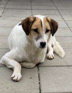 Christa a tan and white Romanian rescue dog | 1 Dog at a Time Rescue UK