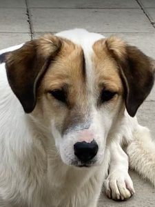 Christa a tan and white Romanian rescue dog | 1 Dog at a Time Rescue UK